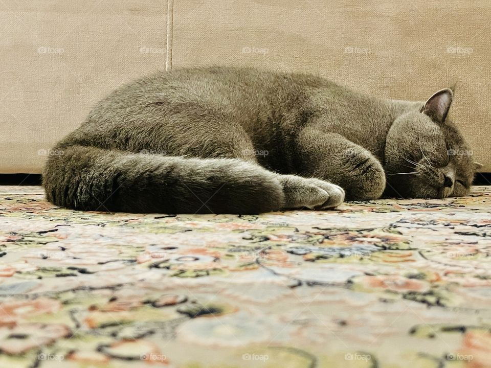 Sleep on the carpet