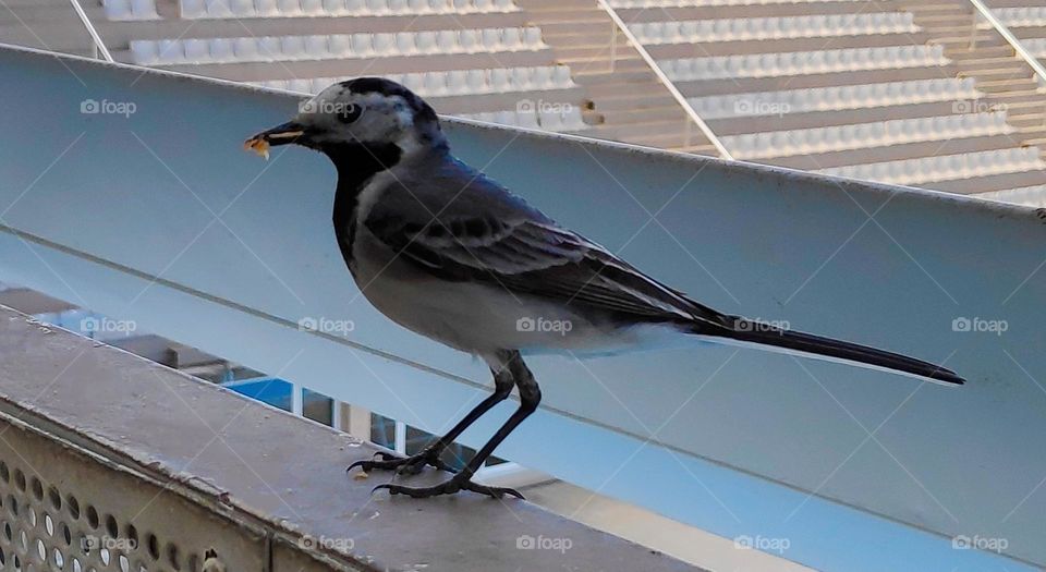 Motacilla Alba. White wagtail.