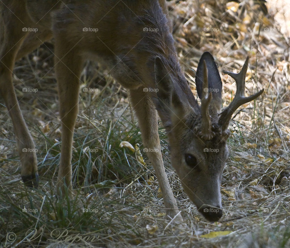 European roe deer