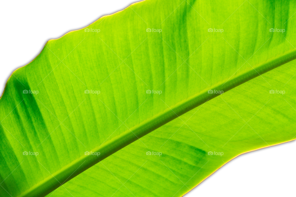 green leaf banana isolated by sonchai