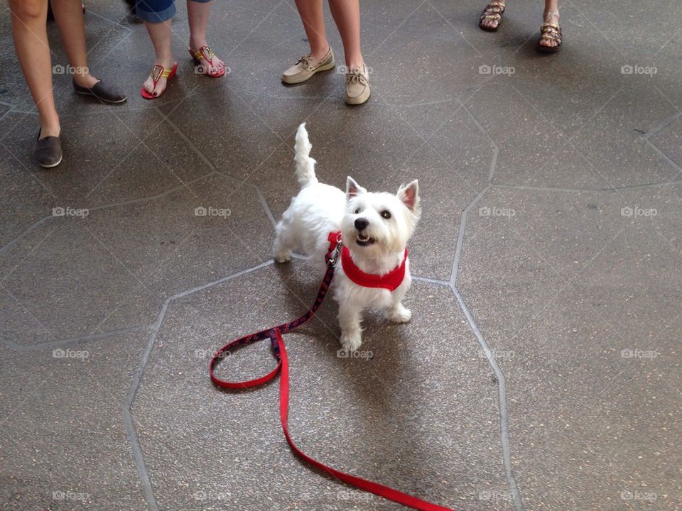 Adorable white dog. Adorable white dog