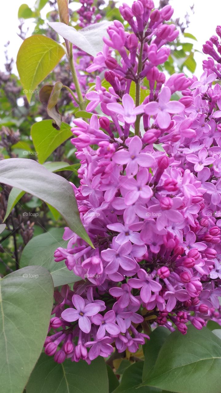 Close-up of purple lilacs
