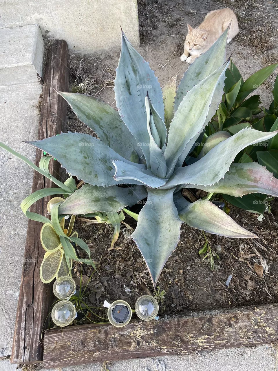 My mommy tequila