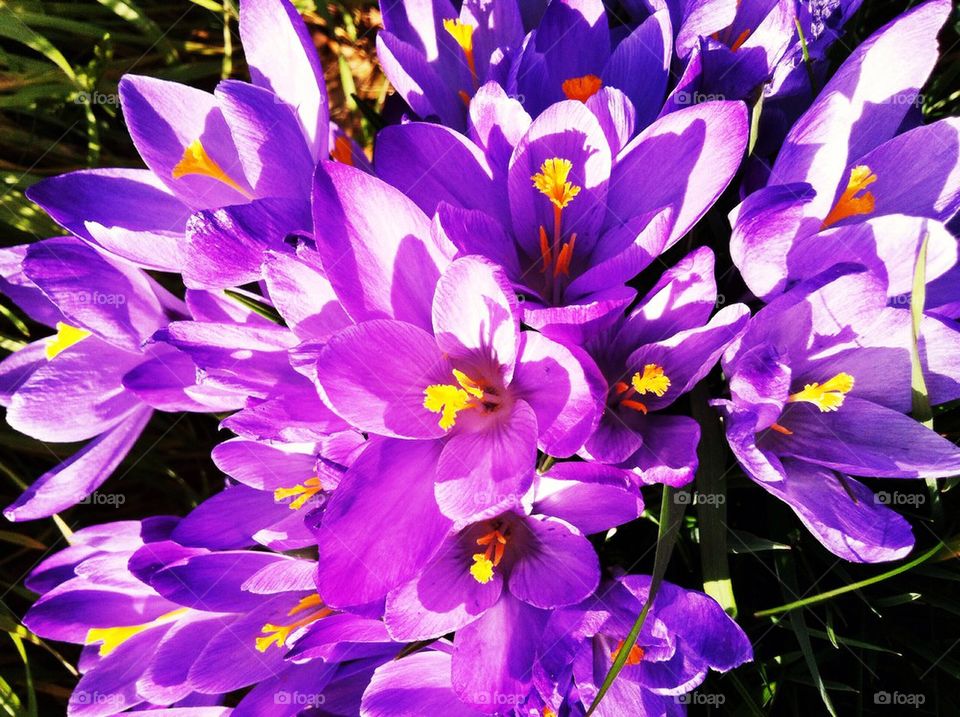 Purple crocus flowers