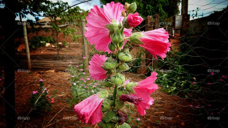 Flores bonitas, cor magenta,  e botões em caule frágil.