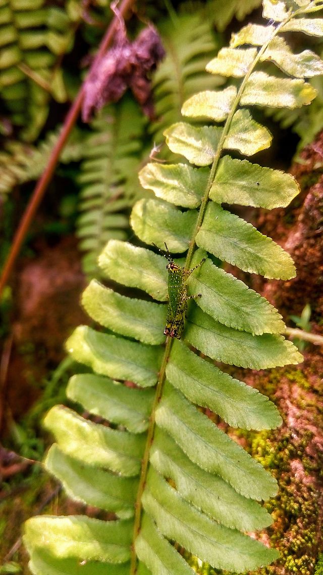 fern inhabitants caught on camera