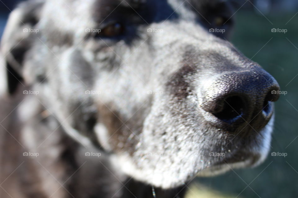 Close up of aging black Labrador dog.