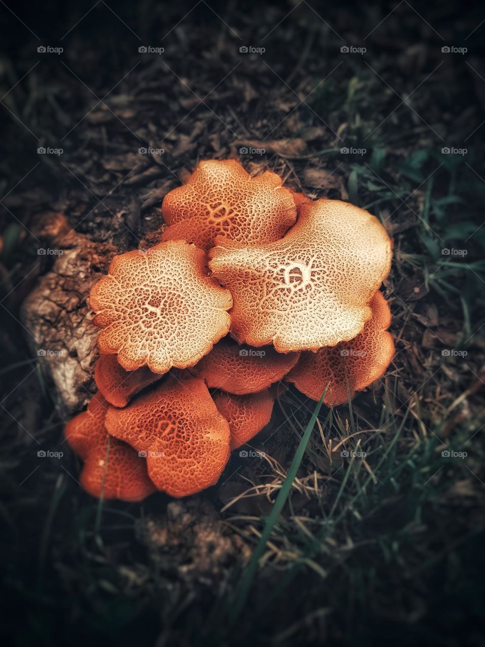 Spectacular Rustgill Mushrooms