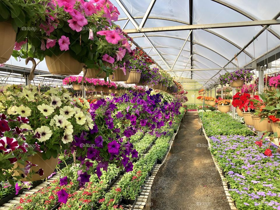 Petunias and Plants