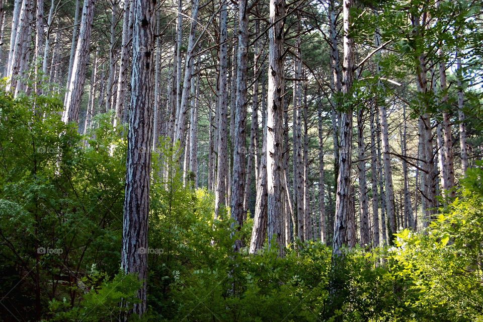 Pine Forest