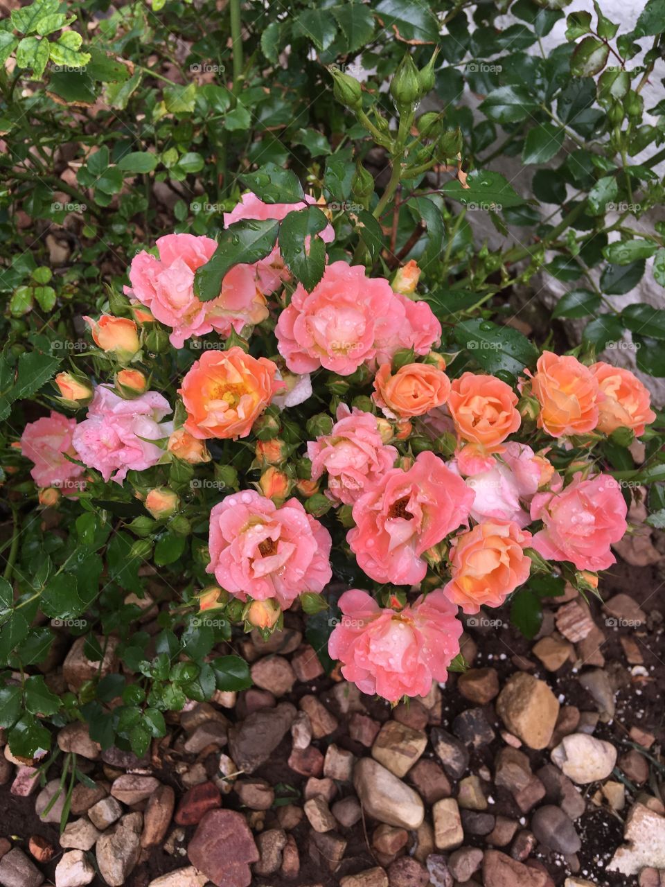 Against my house my peach roses have  bloomed again yeah! I’m so proud of these.