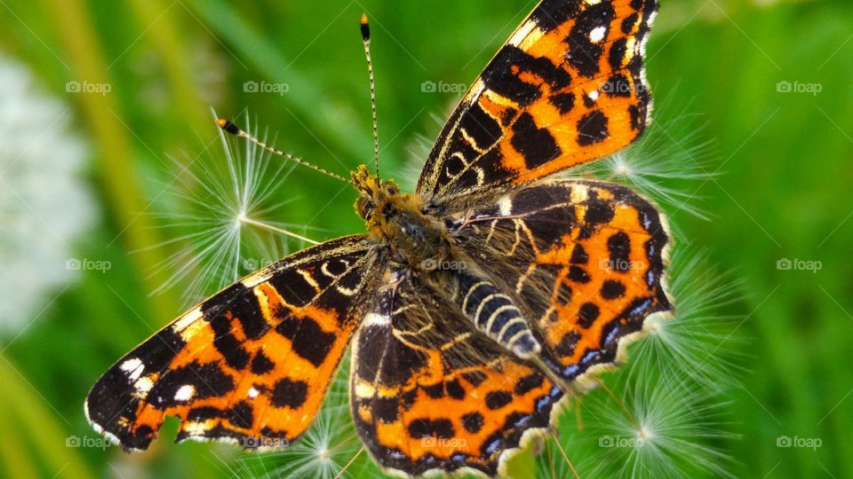 orange butterfly on a fluffy dandelion in the grass field