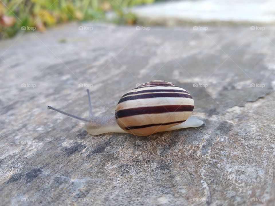 Snail