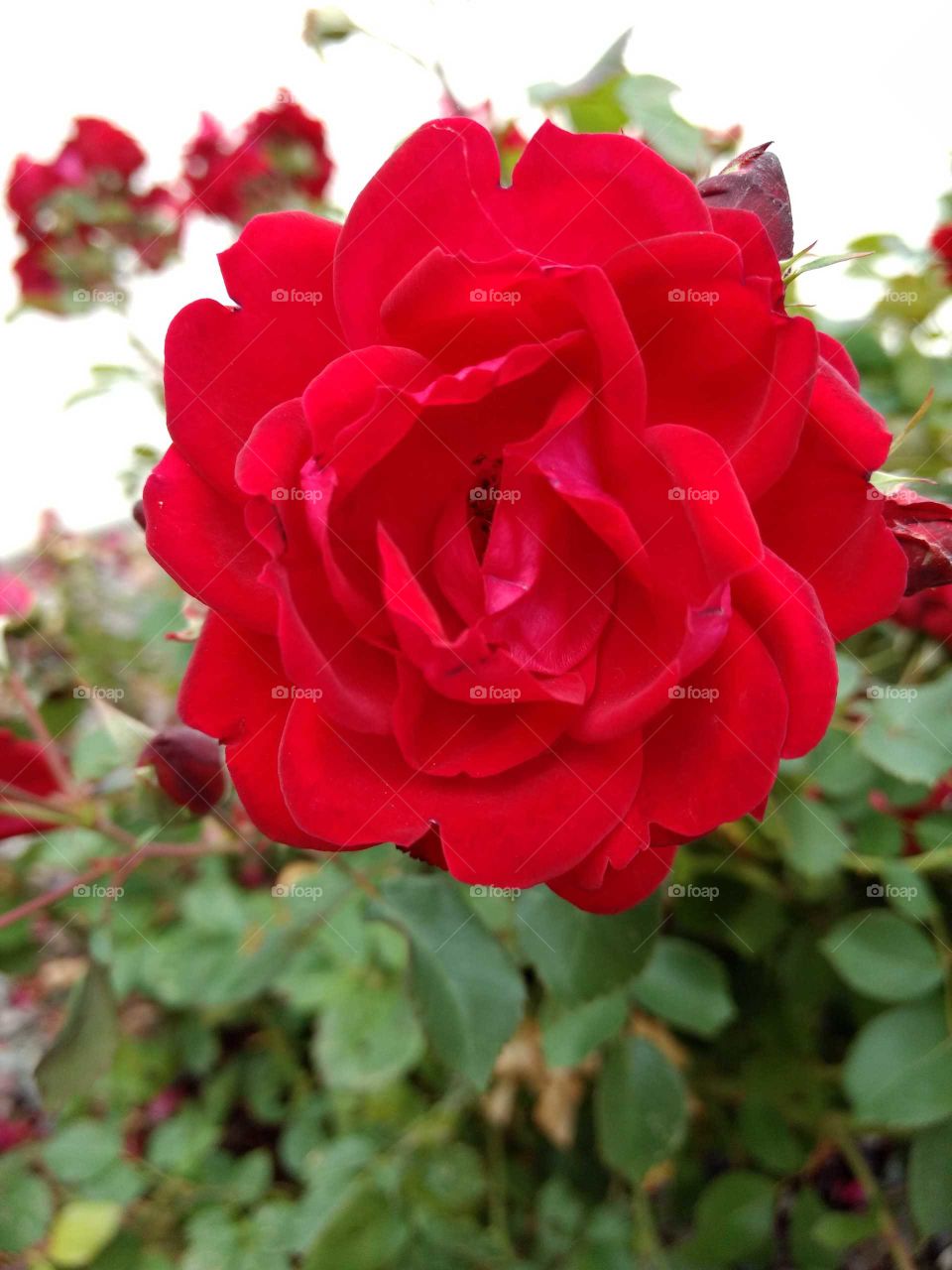 Brilliant red rose on the bush - close-up