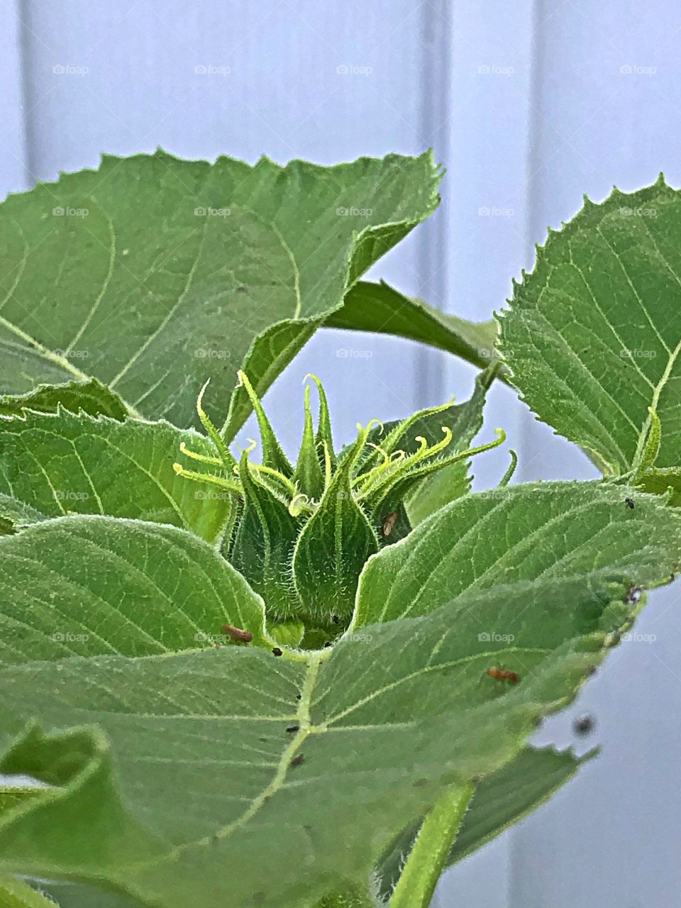 Sunflower growing