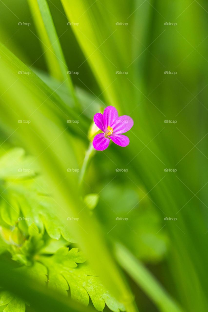 a vibrant macro portrait of a single small puple flower in a green blurry sea in a garden.