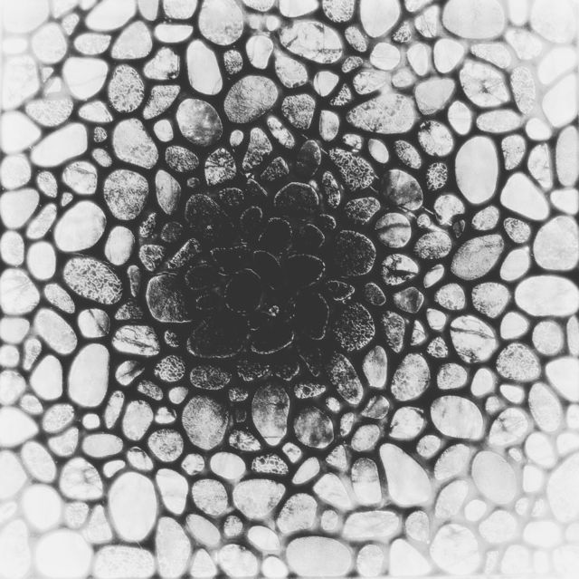 The flower of mars