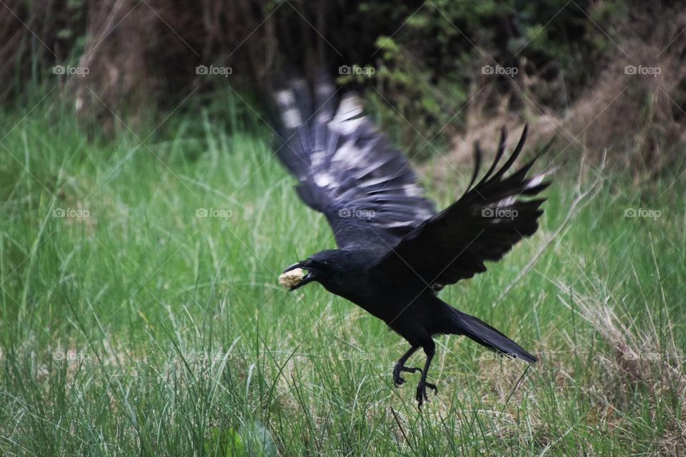 Flying raven carrying food in its beak from a meadow