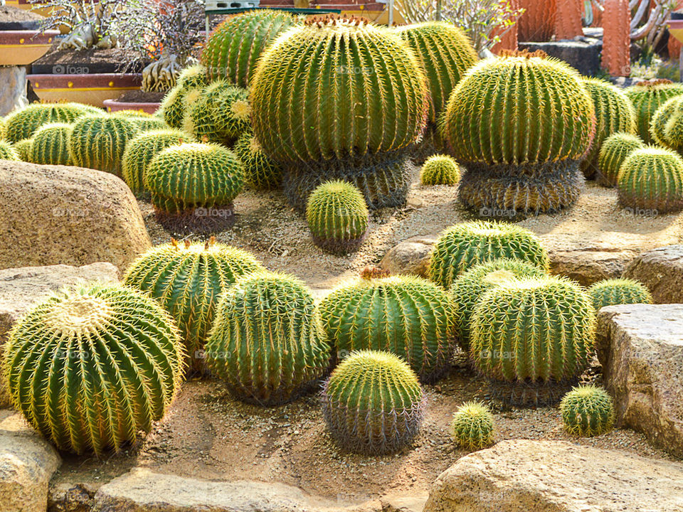 cactus