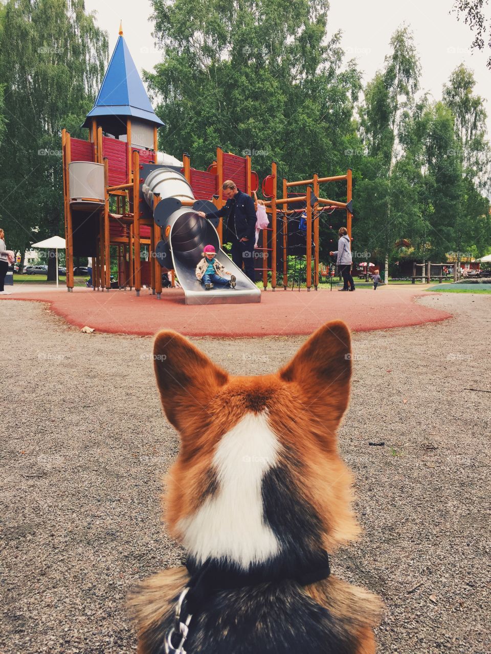 Dog looking at people in the park