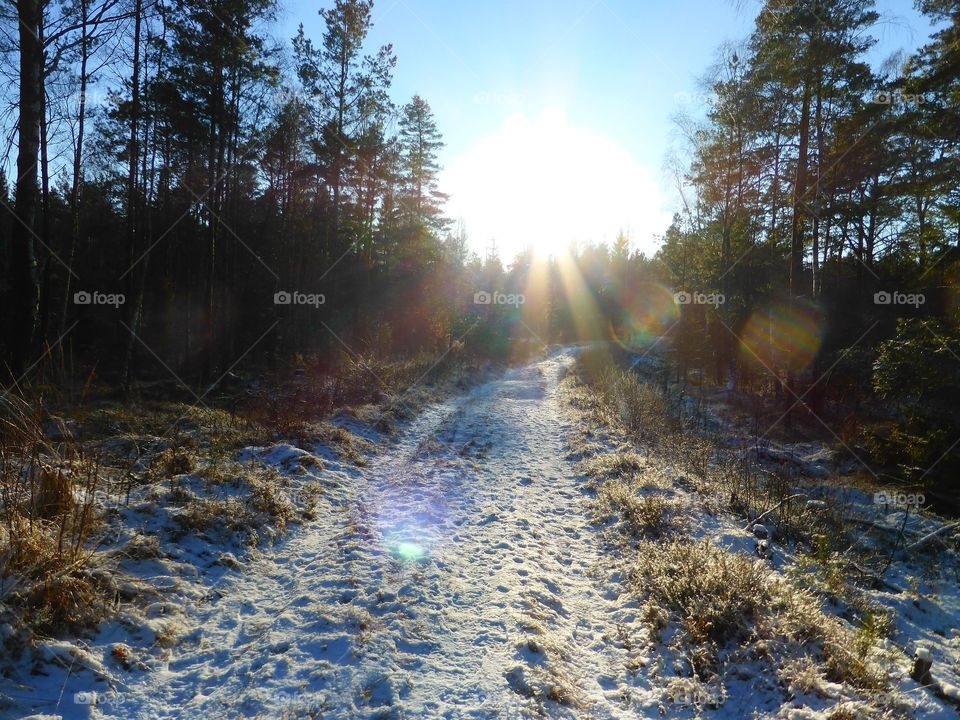 sunbeams in the woods in the winter