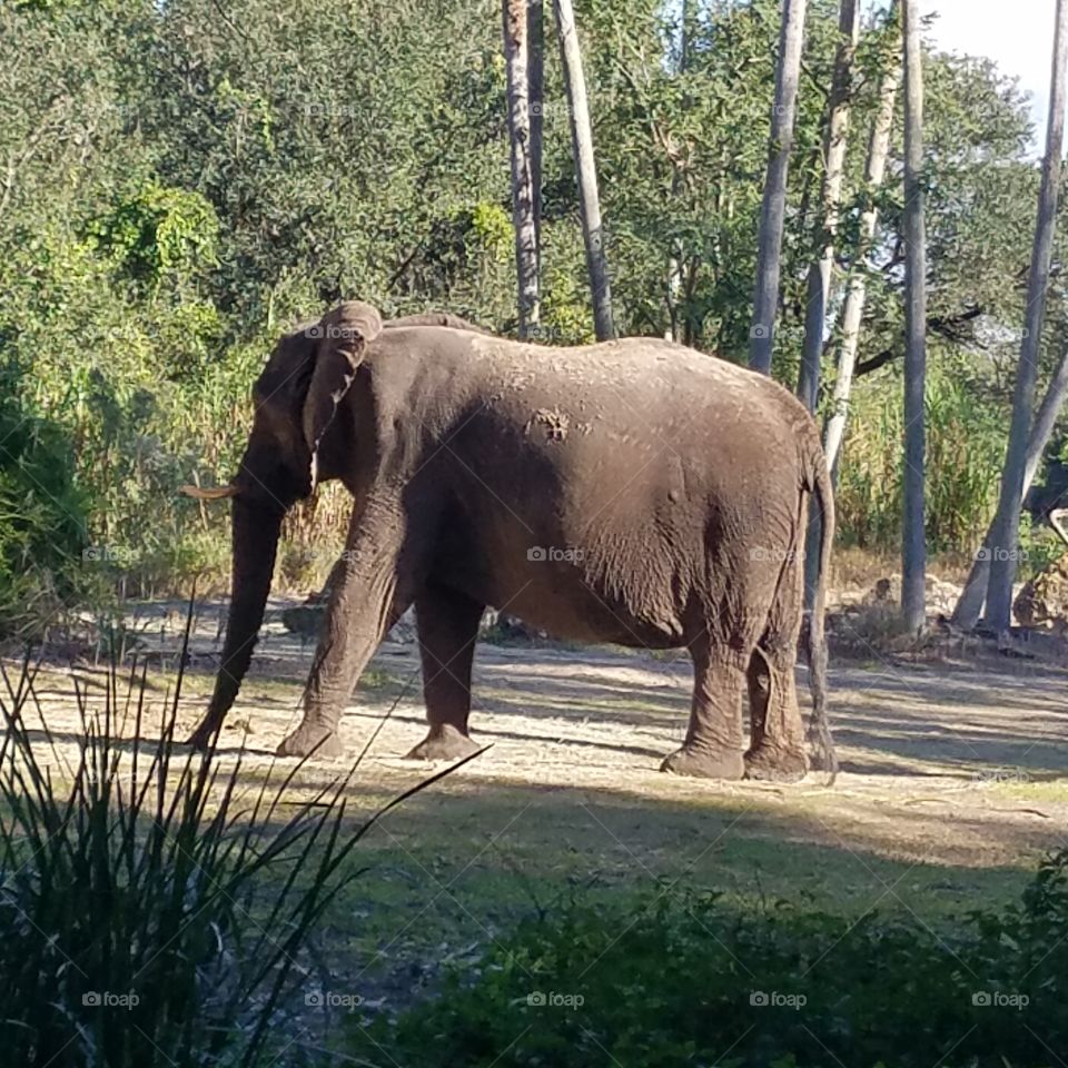 Elephant at zoo