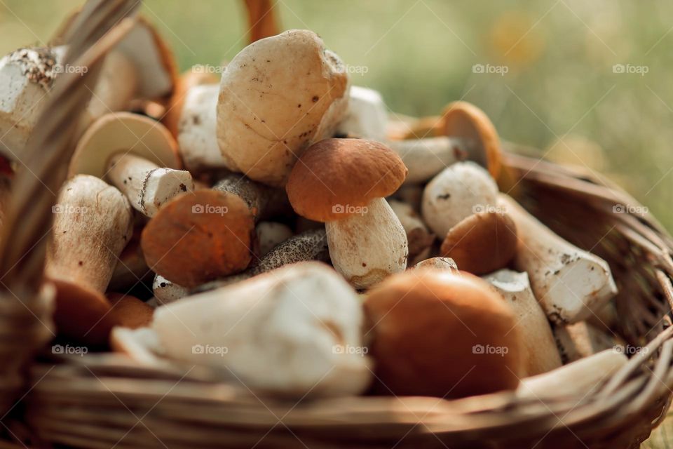 Mushrooms in a basket