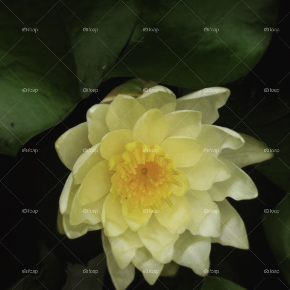 Water lily . A beautiful shot taken in a Botanical garden.