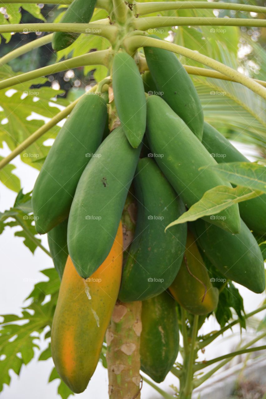 Papaya on tree