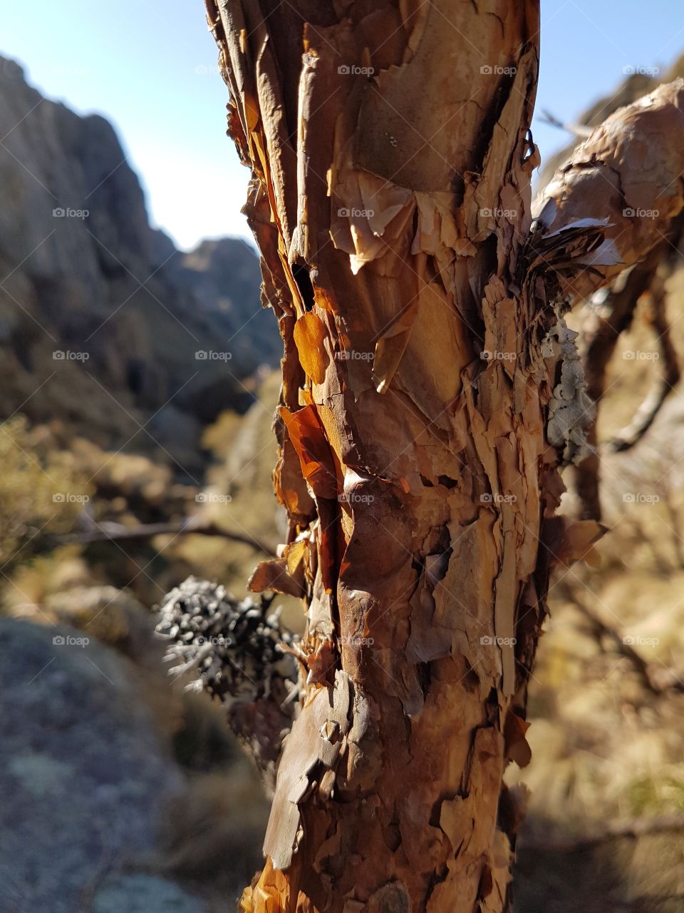 tabaquillo tree branch