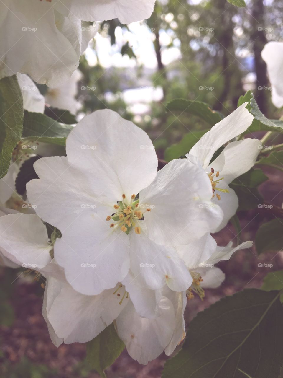 Beautiful white flowers 