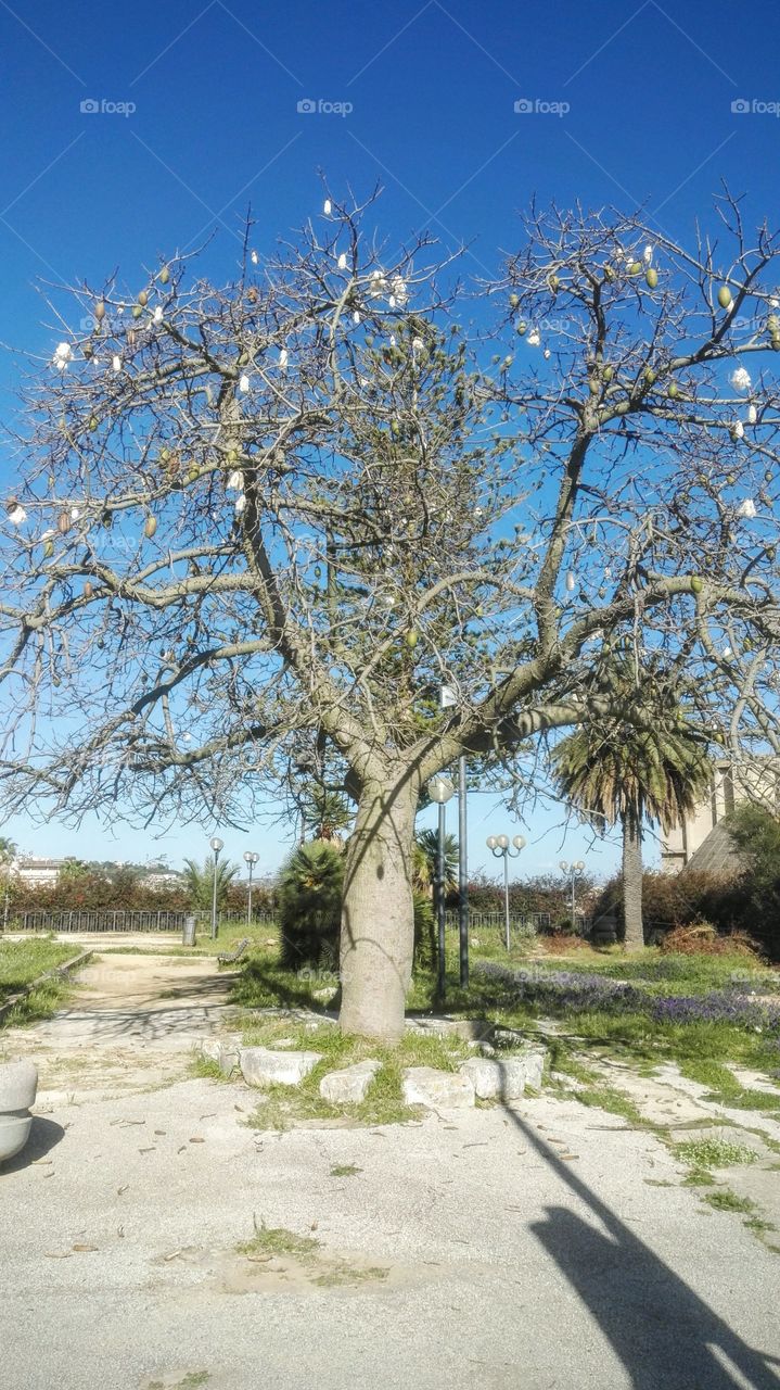 albero