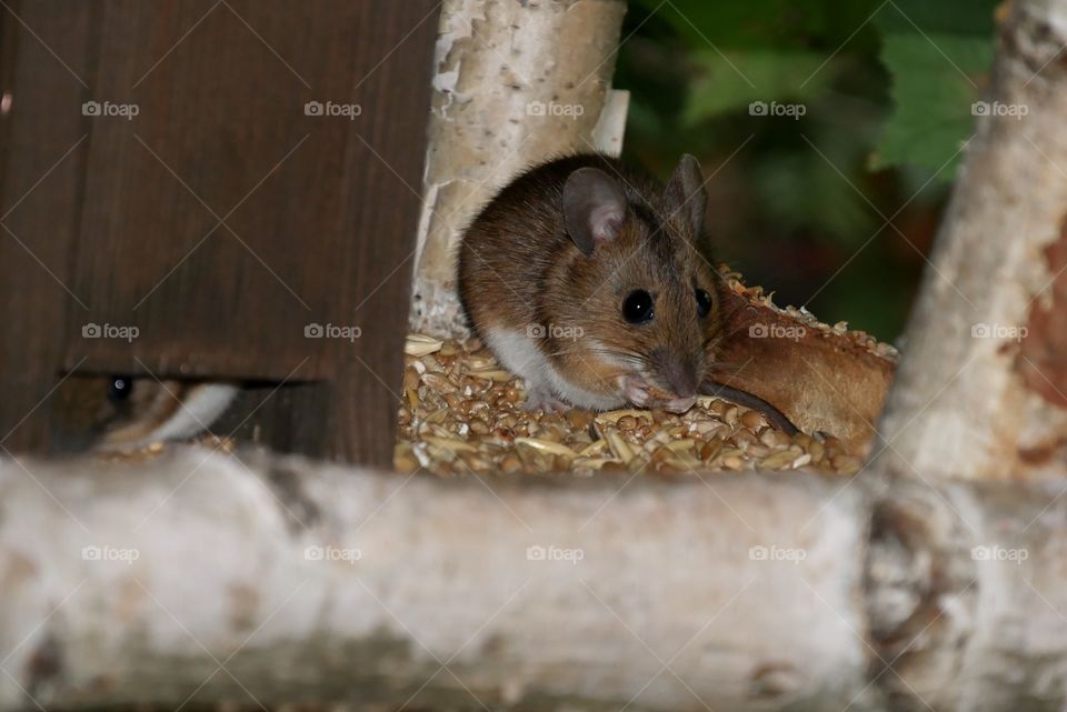 cute mouse at breakfast in the birdhouse 