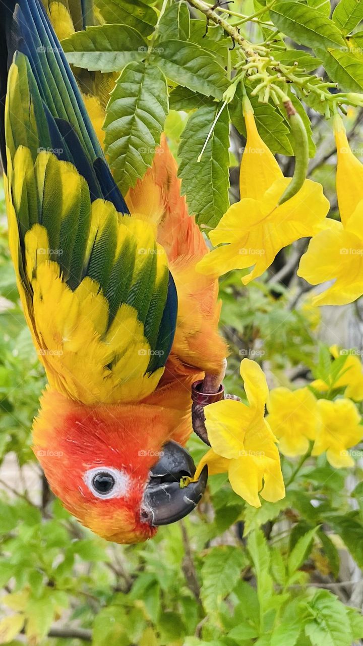 Birds and bee’s beauty 