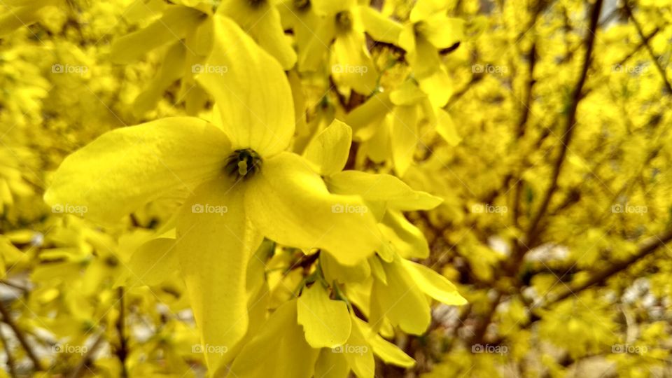 Hello You ! 
Spring already come. Flowers are blossoming. Photographers are ready for Capture. This awesome flowers in my campus. Beautiful Flowers. Natural beauty of Tianjin University, China. Enjoy spring season.