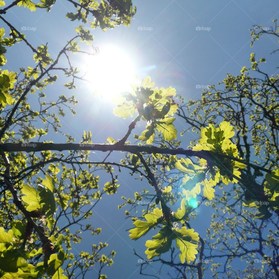 sunshine through greenery branches