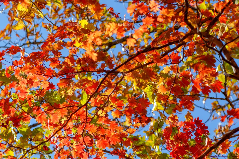 Maple leaves