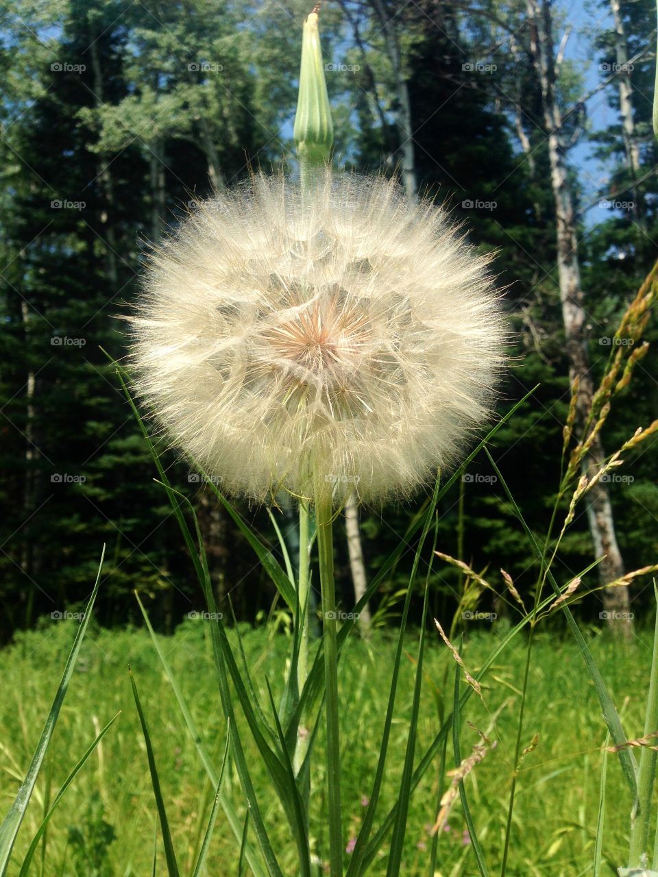 Lonely dandelion  