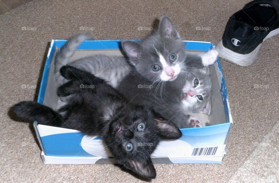 Kittens in a shoe box