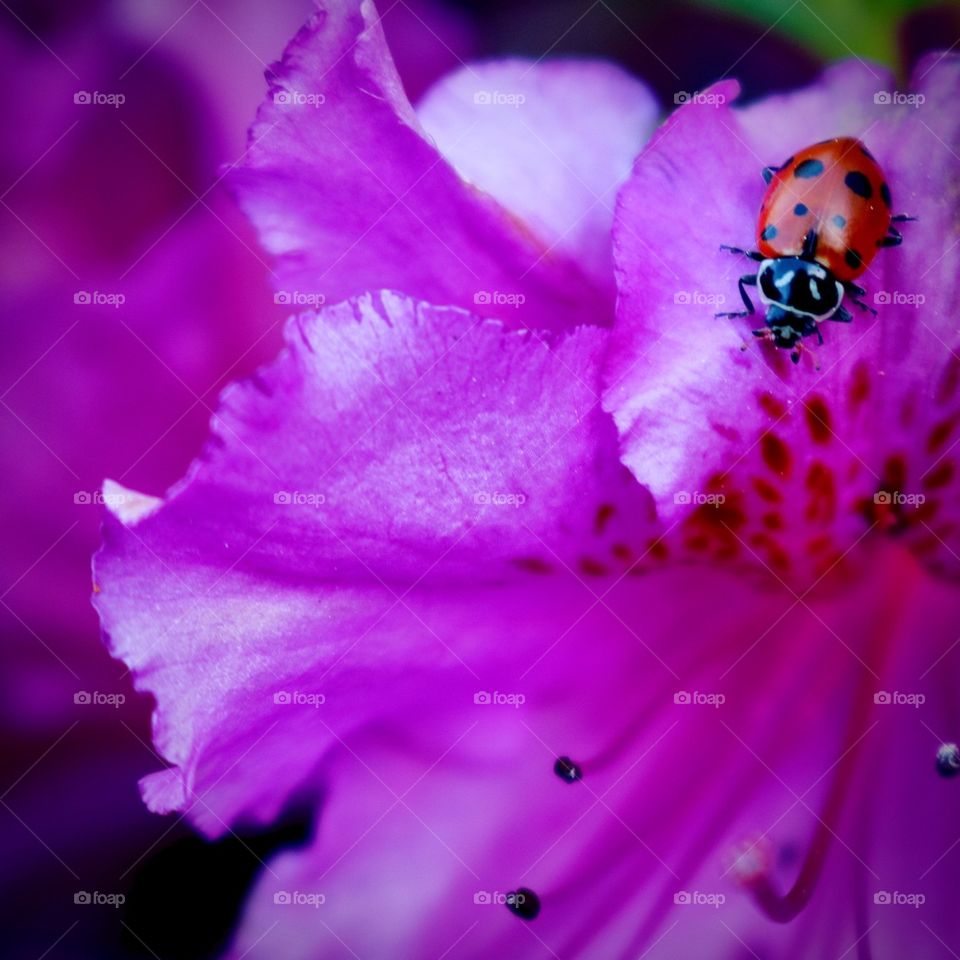 A bright red ladybug rests on the magenta petals of a rhododendron bush in the heat of summer