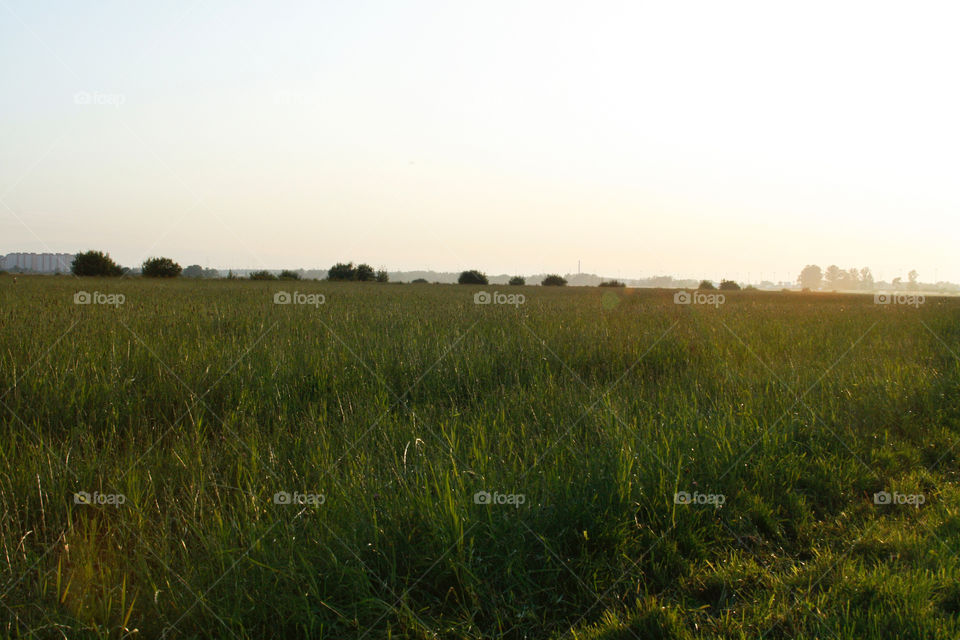 Sunset and the field 