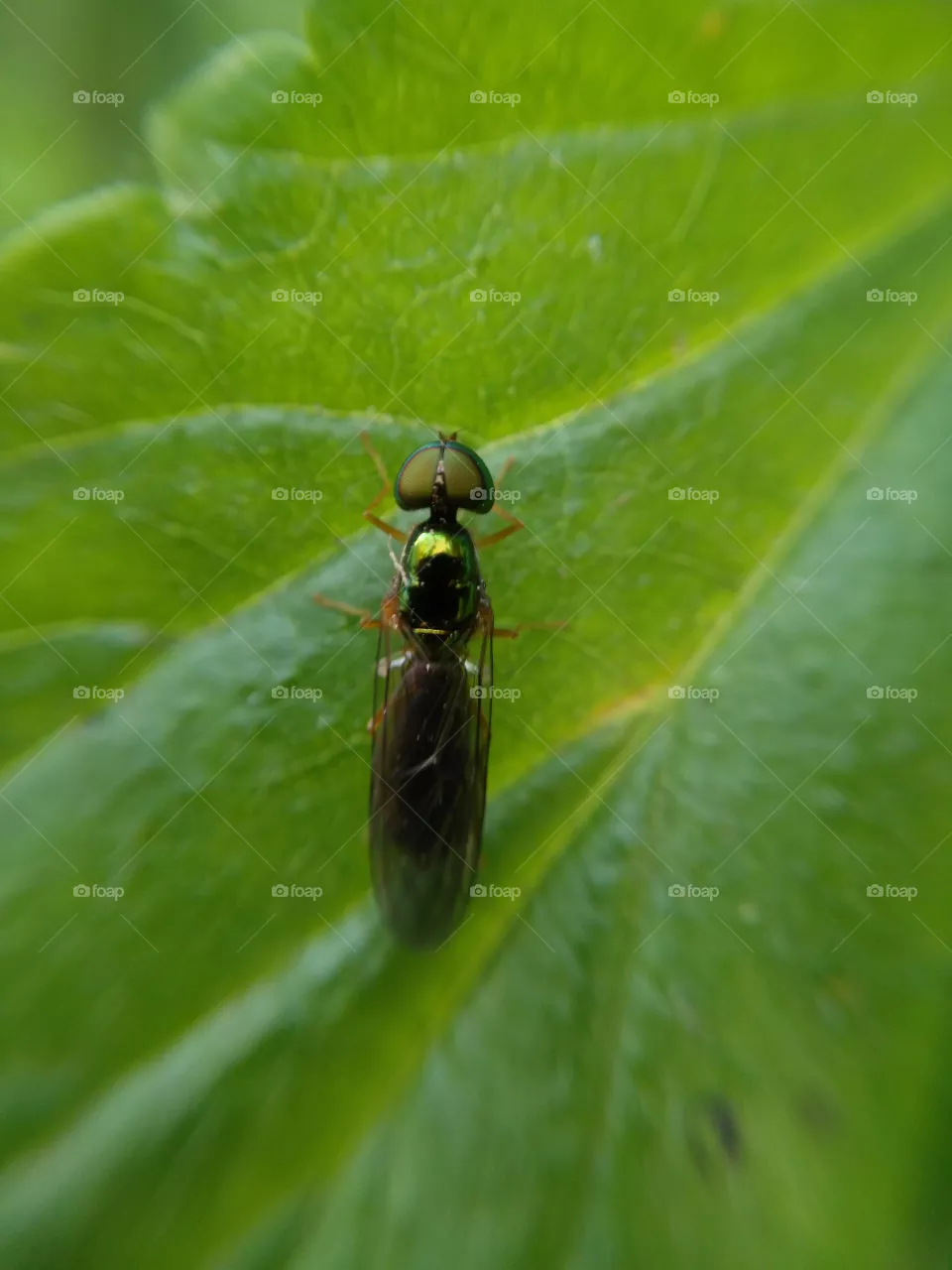 insect