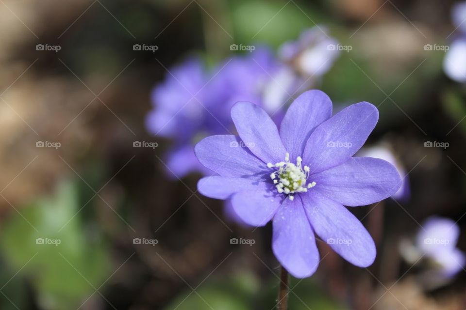 Close up of a small purple flower springing to life during spring month outdoors