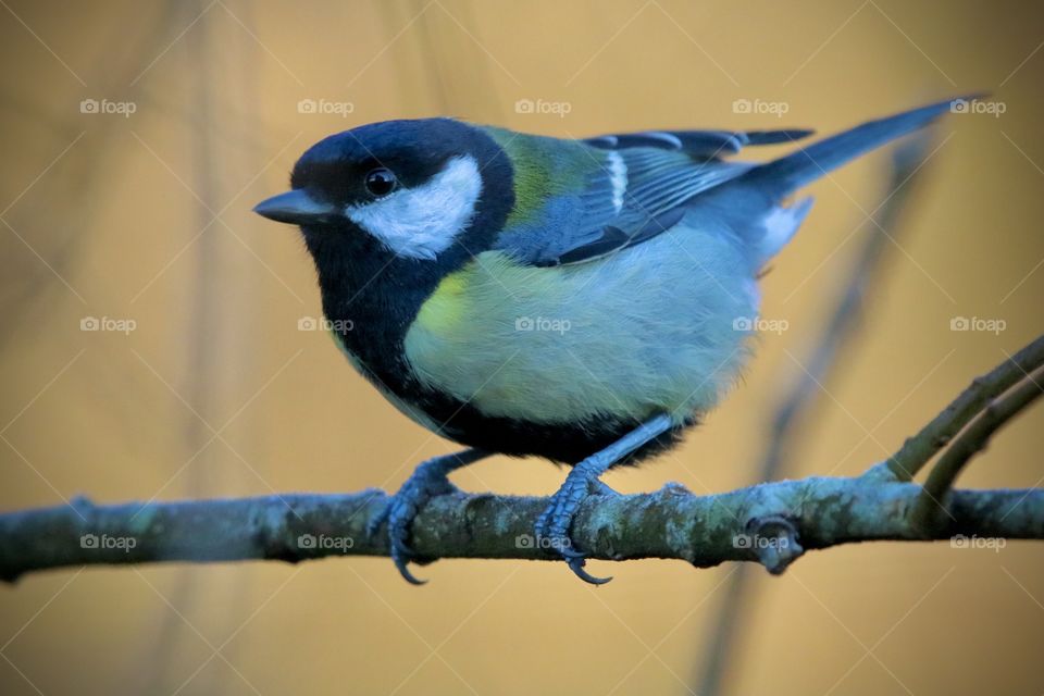 Great Tit