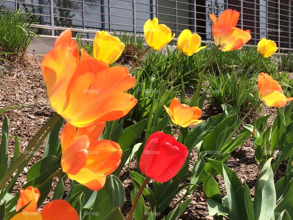 Bright orange tulips 
