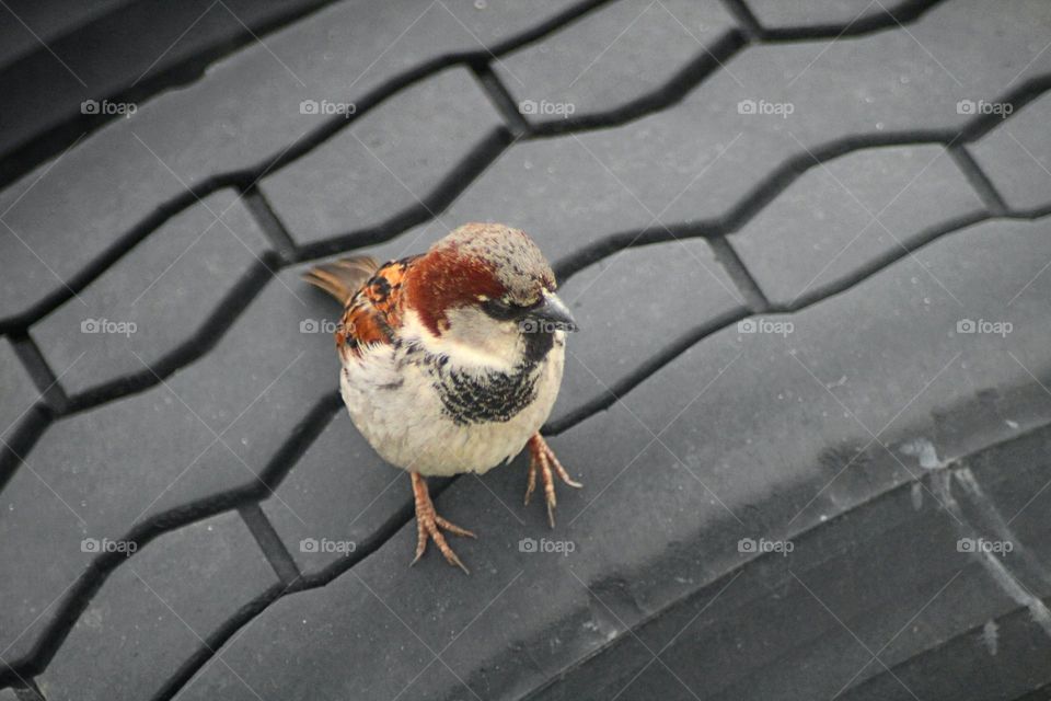 Sparrow Resting Macro