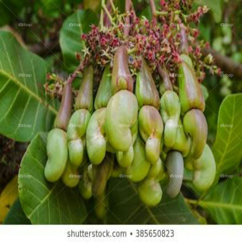 The cashew tree (Anacardium occidentale) is a tropical evergreen tree that ... The generic name "Anacardium" (derived from Greek ἀνά (aná), meaning "outside,".