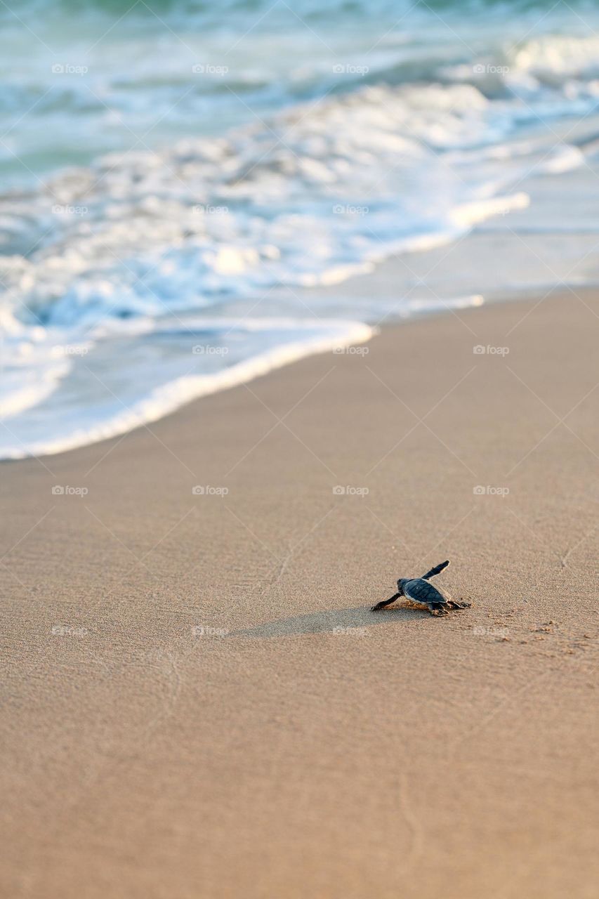 Little turtle on its way to the sea. Cyprus