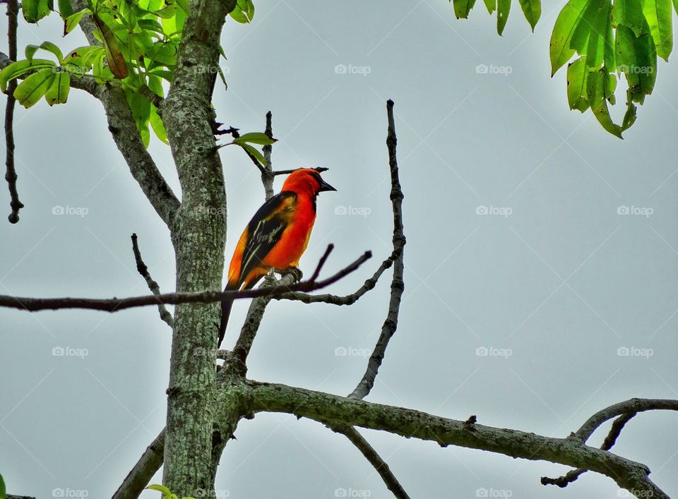 Colorful Tropical Bird. Orange Oriole In The Mexican Jungle
