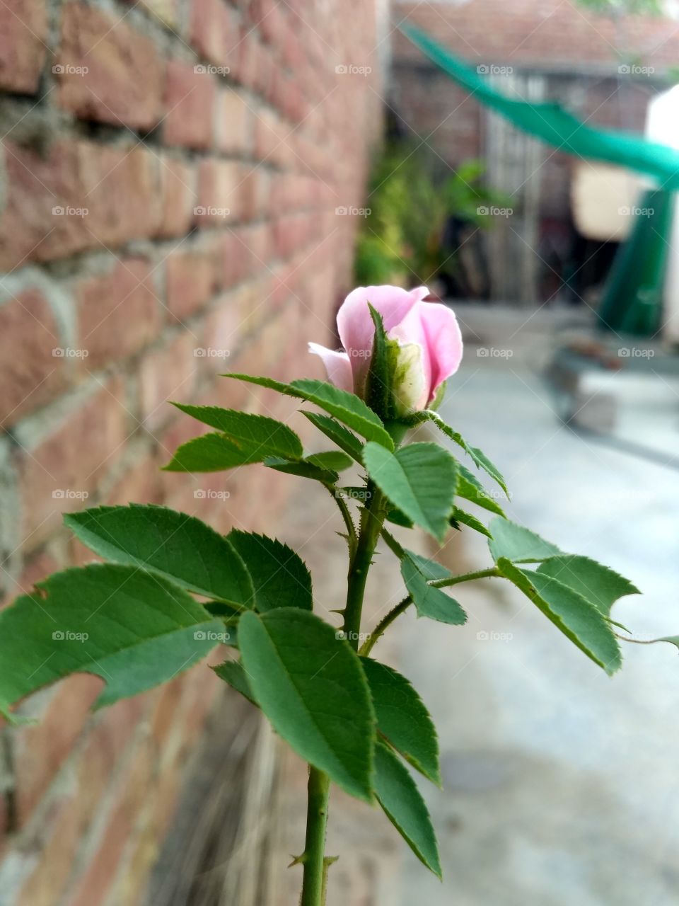 bron baby rose..